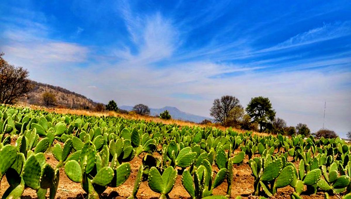 milpa alta